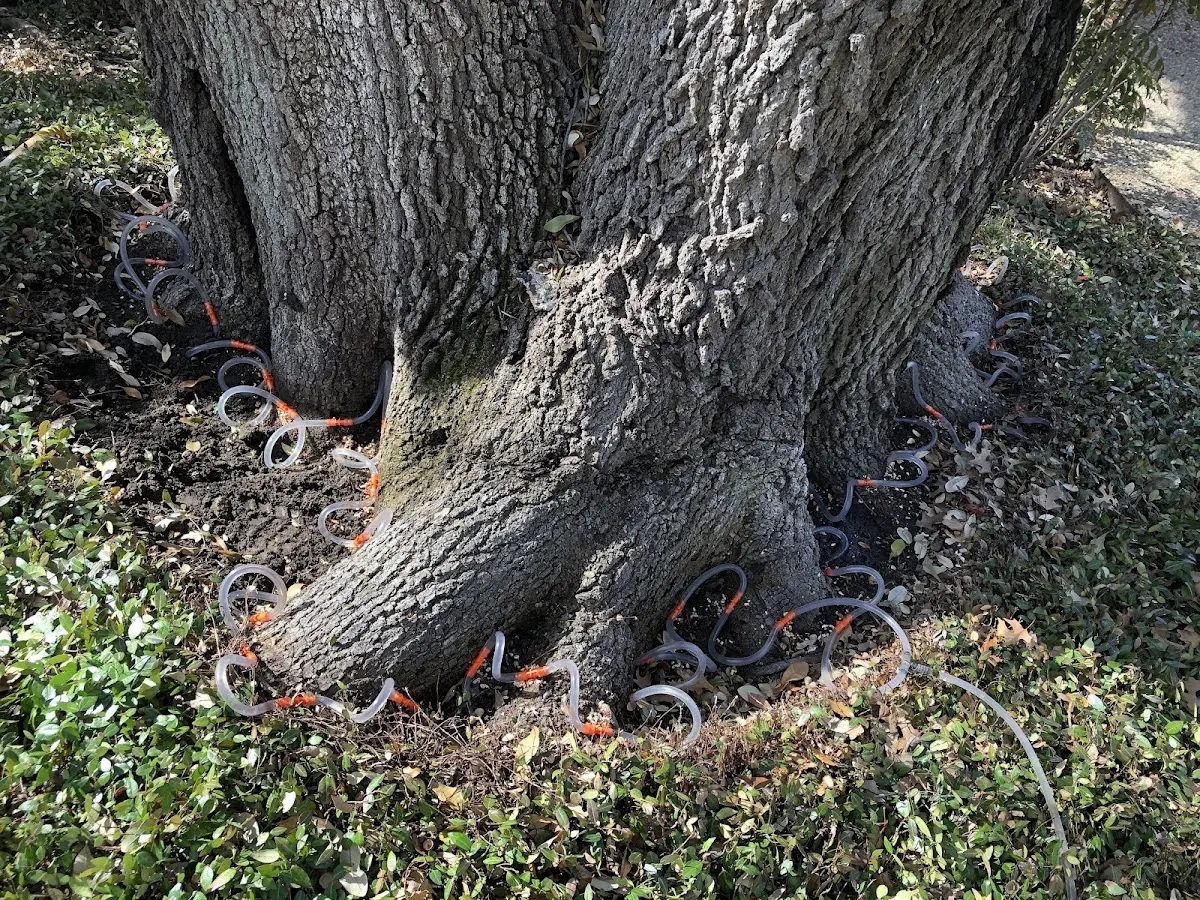 Detailed Tree Cabling and Bracing job site in Harlan