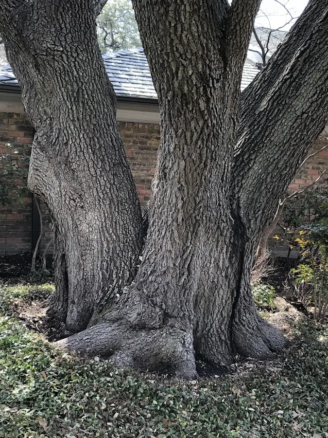 Mature heritage tree close to a Harlan property cared for by certified arborists